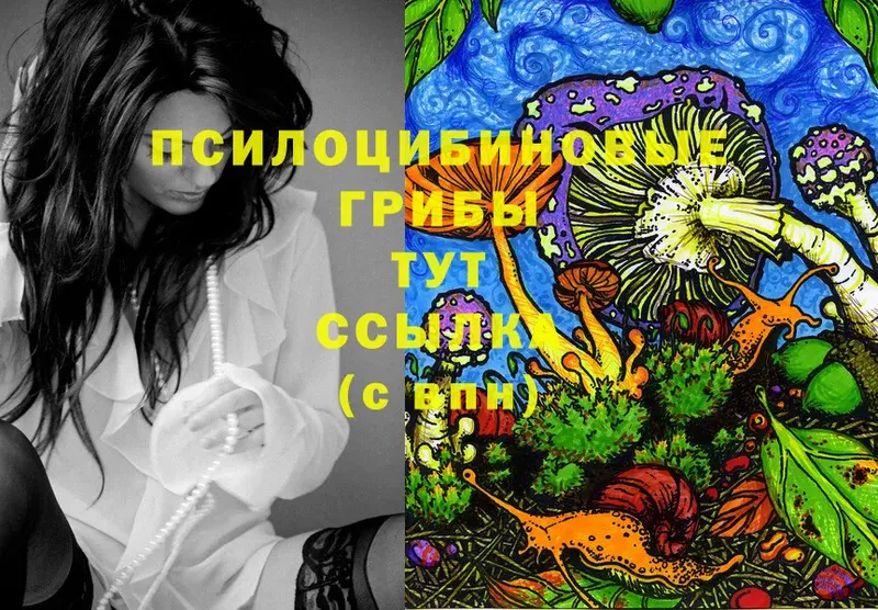 Псилоцибиновые грибы Psilocybe  кракен сайт  Бежецк  хочу наркоту 